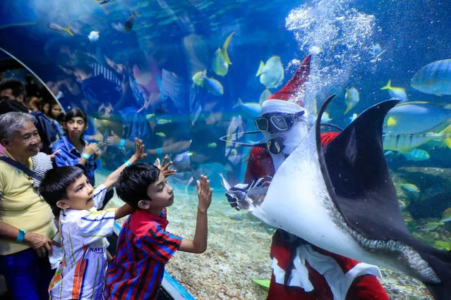 A diver dressed as Santa Claus feeds a marine animal as children look on at the Manila Ocean Park in Manila, Philippines, 14 December 2018. The activity served as a Christmas attraction for the season. (Photo by Mark R Cristino/EPA/EFE)