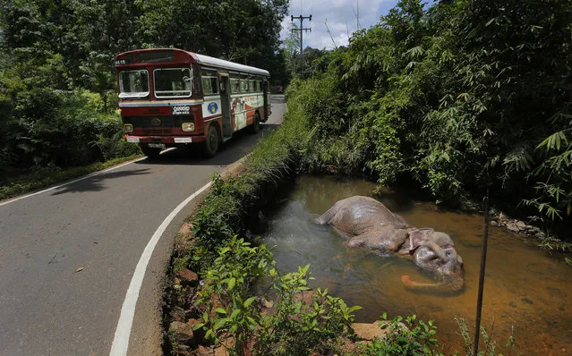 In this July 5, 2016 photo, a tamed elephant rests in a pool of water by a road in Baduraliya, a village outside Colombo, Sri Lanka. Even as the country cracks down on illegal ownership, the enduring demand for elephants has the government planning to set up its own pool of captive animals to be hired out to temples for ceremonies and maintained with budget funds. For Buddhists, who make up 70 percent of the island's 20 million population, elephants are believed to have been a servant of the Buddha and even a previous incarnation of the holy man himself. (Photo by Eranga Jayawardena/AP Photo)