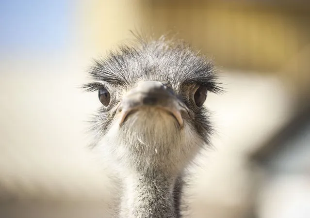 An ostrich is seen at a farm owned by Haci Gedikarslan in Kirsehir, Turkey on July 18, 2021. After retiring, Gedikarslan set up a farm with ostriches he brought from South Africa and has been raising ostrich for 26 years. (Photo by Esra Hacioglu/Anadolu Agency via Getty Images)