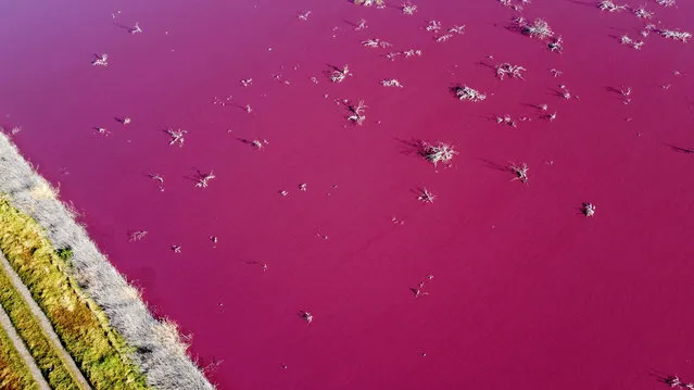 Aerial view of a lagoon that turned pink due to a chemical used to help shrimp conservation in fishing factories near Trelew, in the Patagonian province of Chubut, Argentina, on July 23, 2021. “The coloration is due to a preservative called sodium sulphite. It is an antibacterial that also contaminates the waters of the Chubut River and waters of the cities of the region. The law orders the treatment of such liquids before being dumped”, said to AFP the environmental engineer and virologist Federico Restrepo, a Colombian expert who lives and works in Argentina. (Photo by Daniel Feldman/AFP Photo)