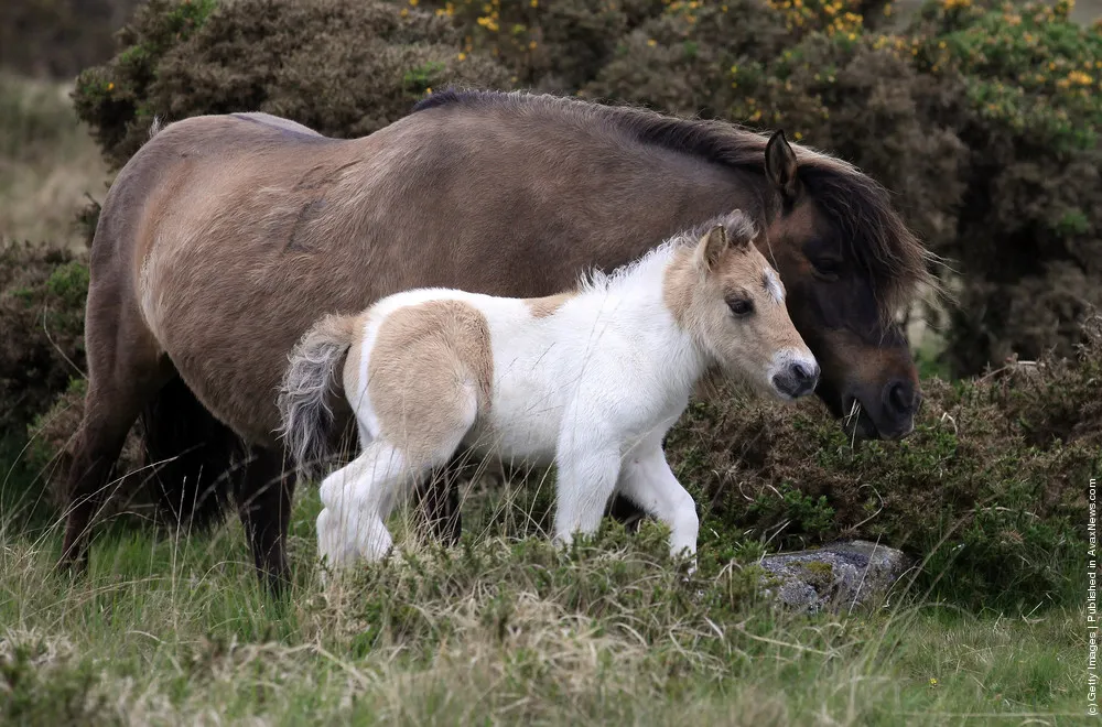 Dartmoor Ponies Enter Foaling Season