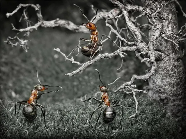 Natural Ant Photography by Andrey Pavlov Part 3