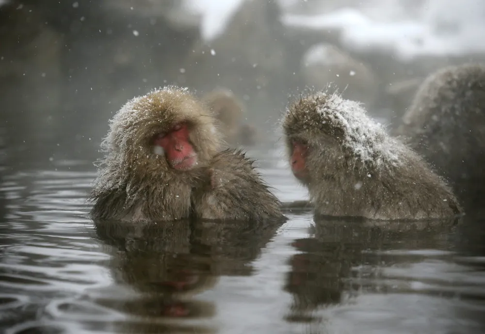 Monkeys in a Hot Spring