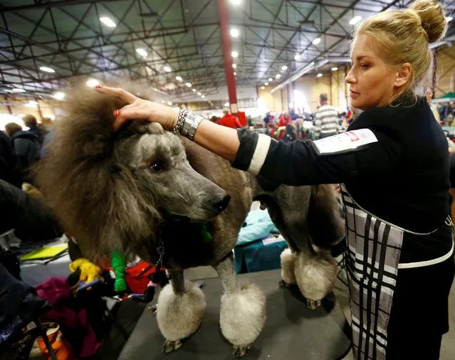 A woman prepares a Grand Caniche dog for a show during the international pets and zoo industry exhibition Pet Expo 2019 in Riga, Latvia March 23, 2019. (Photo by Ints Kalnins/Reuters)