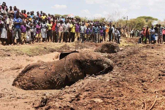People watch as two of three elephants stuck in deep mud on the shores of the seasonal Lake Kapnarok, situated at the base of the Kerio valley, part of the Kenyan Rift Valley's ecosystem in Baringo County, are rescued on April 1, 2019. The three pachyderms ventured deep into the drying lake bed in an effort to reach the receding waters and ended up mired taking scores of villagers and a Kenya Wildlife Services (KWS) team six-hours to free the land giants. (Photo by Evans Kimaiyo/AFP Photo)