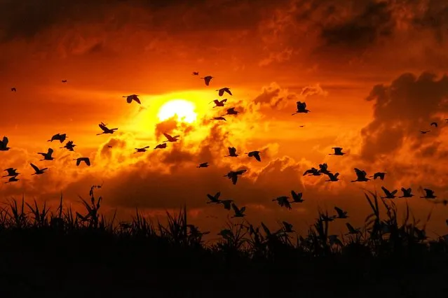 Birds take flight as the sun sets after a day of feeding on the coast in Lhokseumawe, Aceh on July 18, 2021. (Photo by Azwar Ipank/AFP Photo)