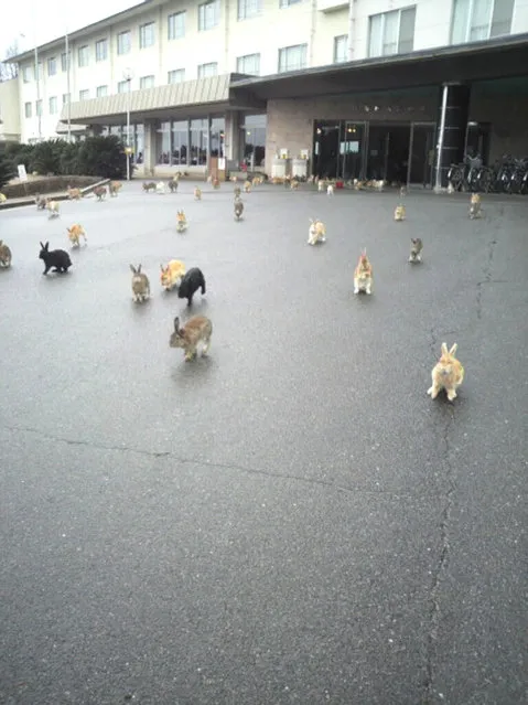 Rabbit Island in Japan