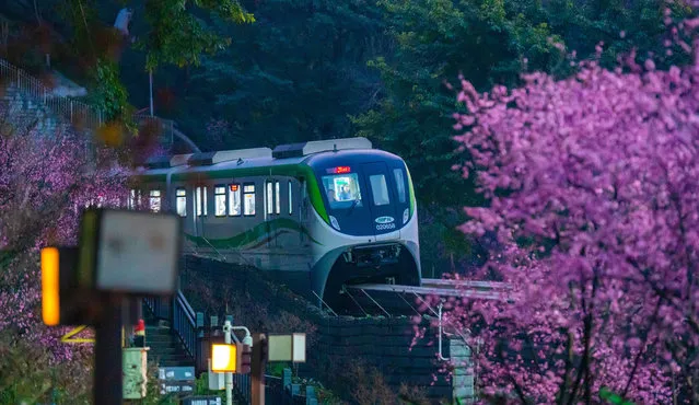 A monorail train runs through blooming plum blossoms in the Fotuguan section of light rail line 2 on February 19, 2024 in Chongqing, China. (Photo by Li Hongbo/VCG via Getty Images)