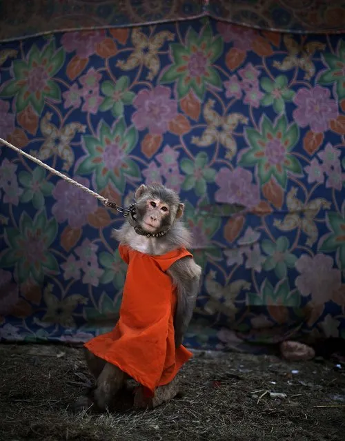 A trained monkey is held by a leash in a village outside Rawalpindi. (Photo by Muhammed Muheisen/Associated Press)