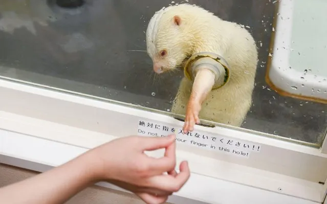 An otter reaches for a snack from a customer at an otter cafe in Tokyo. Asian small-clawed otters are increasingly popular as novelty pets, particularly in Japan. Now international trade in the species may be banned. (Photo by Noriko Hayashi/The New York Times)