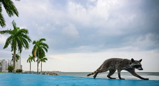 A raccoon walks along the Cinta Costera, in Panama City on March 9, 2024. Guides from the Smithsonian Tropical Research Institute (STRI) stated that the presence of these animals in the capital city is largely due to the destruction of their habitats. This situation is causing them to increasingly migrate to populated areas in search of food. (Photo by Martin Bernetti/AFP Photo)