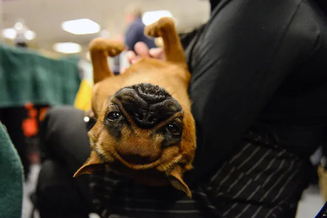 A Brussels Griffon relaxes on its owner's lap backstage at the 141st Westminster Kennel Club Dog Show, in New York City, U.S. February 13, 2017. (Photo by Stephanie Keith/Reuters)