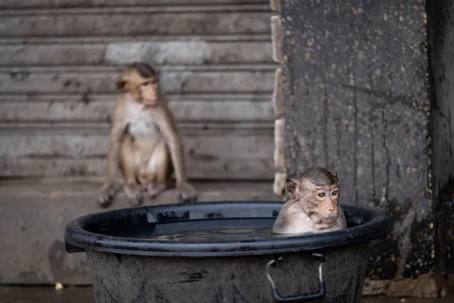Macaque monkeys take a bath on the sidewalk around the city center in Lopburi, Thailand on March 4, 2024. Crop burning, being a large contributor to Thailand's PM 2.5 air pollution issue, as well as its overpopulation of Macaque monkeys, has put the rural province in the local and global spotlight as Prime Minister Srettha Thavisin has vowed to fix both issues. (Photo by Matt Hunt/Neato/Rex Features/Shutterstock)