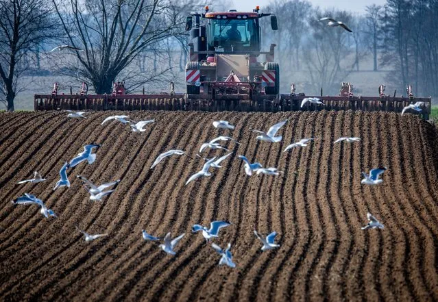 A tractor pulls a harrow across a field as seagulls fly past in Mecklenburg-West Pomerania, Germany, where farmers are taking advantage of mild weather in the second decade of March 2024. (Photo by Jens Büttner/Avalon)