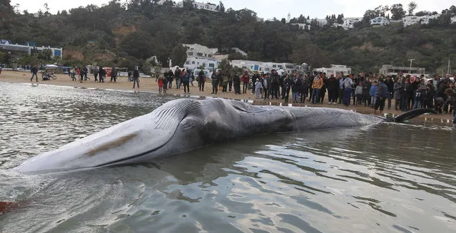 People gather near the carcass of a 10-metre (33-foot) dead whale on a beach at the port of Sidi Bou Said March 9, 2014. The whale died after it become tangled in a fisherman's net off the coast. (Photo by Zoubeir Souissi/Reuters)