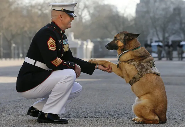 Gunnery sergeant Christopher Willingham, of Tuscaloosa, Alabama, USA, poses with retired US Marine dog Lucca, after receiving the PDSA Dickin Medal, awarded for animal bravery, equivalent of the Victoria Cross, at Wellington Barracks in London, Tuesday, April 5, 2016. The 12-year-old German Shepherd lost her leg on 23 March 2012, in Helmand Province, Afghanistan, when Lucca discovered a 30lb improvised explosive device (IED) and as she searched for additional IEDs, a second device detonated, instantly loosing her front left leg. (Photo by Frank Augstein/AP Photo)