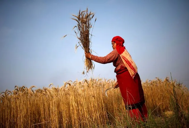 A woman harvests wheat on a field in Bhaktapur, Nepal, May 19, 2015. (Photo by Ahmad Masood/Reuters)