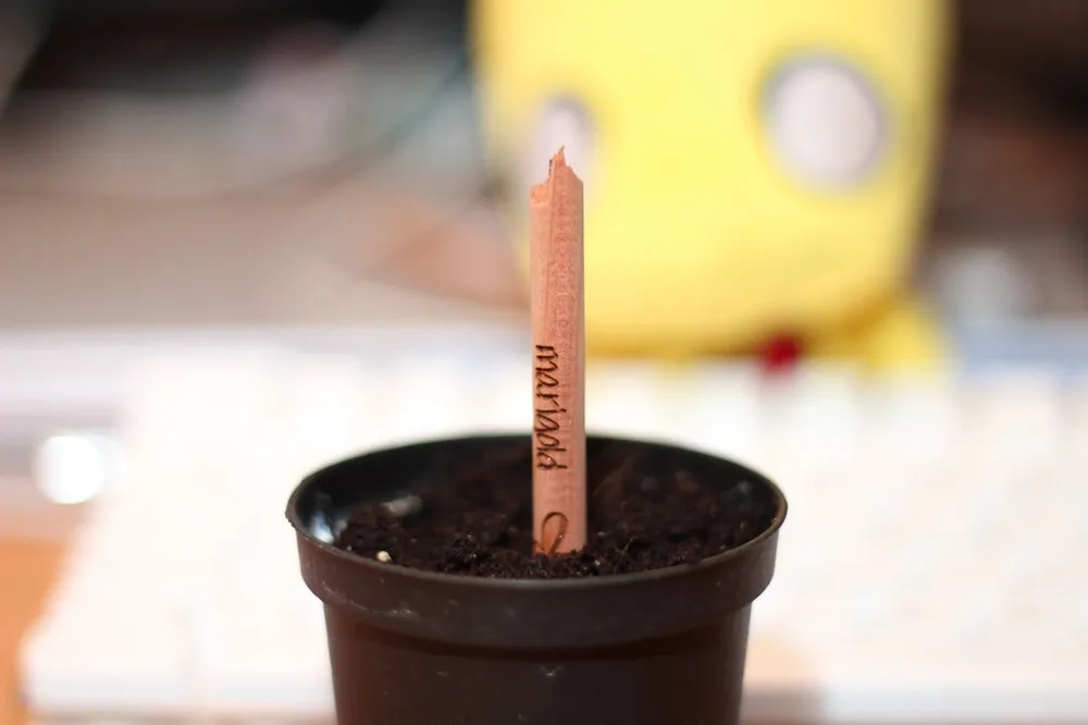 Sprout a Pencil that Grows