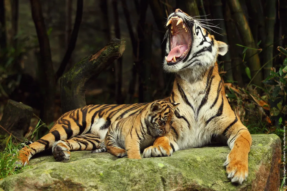 Tiger Triplets Debut At Taronga Zoo