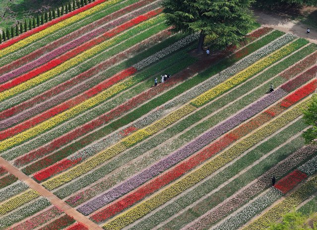 A garden featuring 1 million tulips is established at the theme park E-World in Daegu, 237 kilometers southeast of Seoul, South Korea, 12 April 2024. (Photo by Yonhap/EPA)