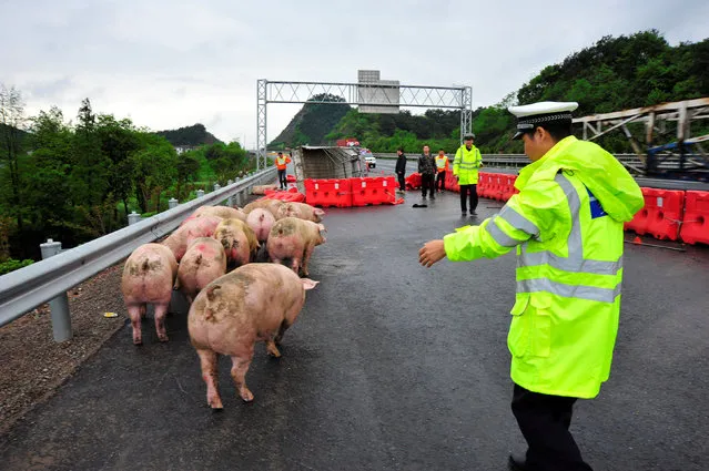 A traffic policeman herds pigs that escaped from a truck that overturned on a highway in Jinhua, Zhejiang Province, China, April 21, 2016. (Photo by Jiang Hao/Reuters)