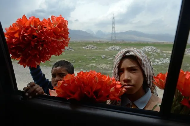Afghan children Malik (L), 8, and Popal, 11, display wild tulips to potential customers driving through the Shamali plains, north of Kabul, on April 15, 2014. Wild tulips growing around Shamali plains make a source of income for poor Afghan families in the spring. (Photo by Shah Marai/AFP Photo)