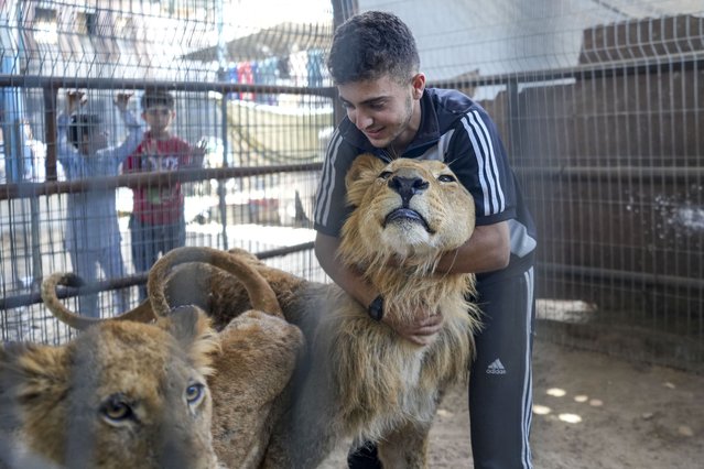 Mahmoud Juma embraces a lion evacuated from a zoo in the southern Gaza's city of Rafah in a small enclosure on a cow farm near Khan Younis, Gaza Strip, Wednesday, May 29, 2024. Fathi Juma, the owner of a privately-owned zoo in Rafah, had just two days to evacuate his animals to a safer part of the Strip after the Israeli military dropped flyers urging people to evacuate parts of Rafah. He wasn't able to take them all. (Photo by Abdel Kareem Hana/AP Photo)