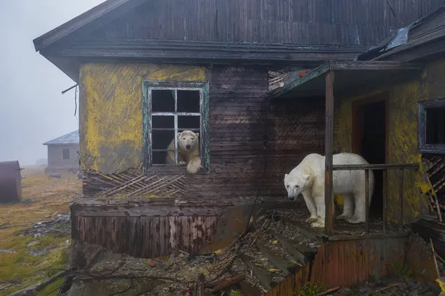 Polar bears living in an abandoned weather station on Kolyuchin, an island in the Russian far east. Photographer Dmitry Kokh discovered the polar bears while on a trip to Wrangel Island in January 2022, a Unesco-recognised nature reserve that serves as a refuge to the animals. (Photo by Dmitry Kokh/The Guardian)