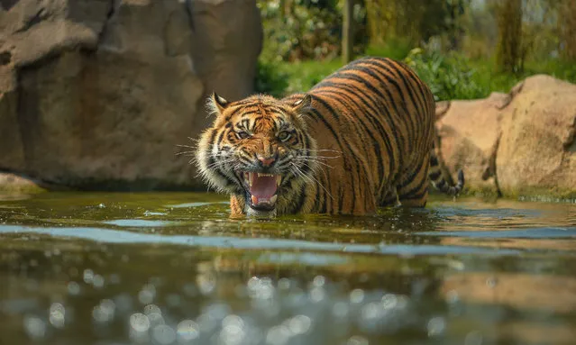 A young male Sumatran tiger in the pool at Chester zoo, UK on May 12, 2016. The zoo has a highly successful breeding record with the species and is part of the European endangered species breeding programme. (Photo by Chester Zoo/Rex Features/Shutterstock)
