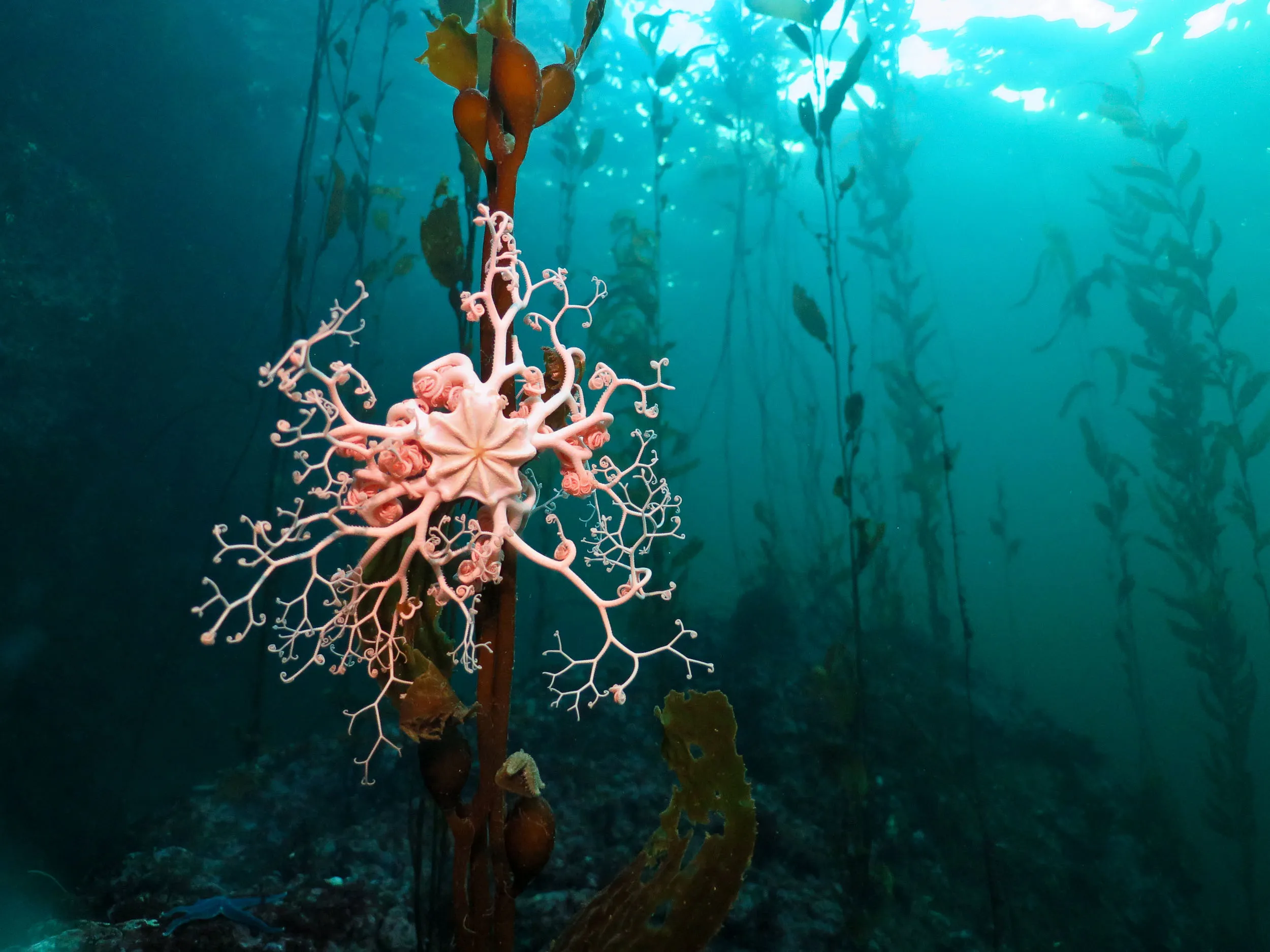 Самыми глубоководными водорослями являются. Медуза в ламинарии. Подводные растения. Подводный мир водоросли. Подводные растения океана.