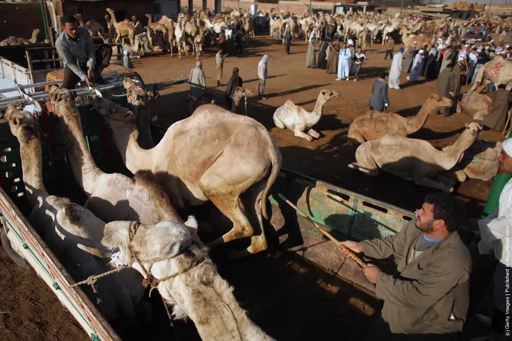 Thousands Of Camels Are Sold At Birqash Camel Market