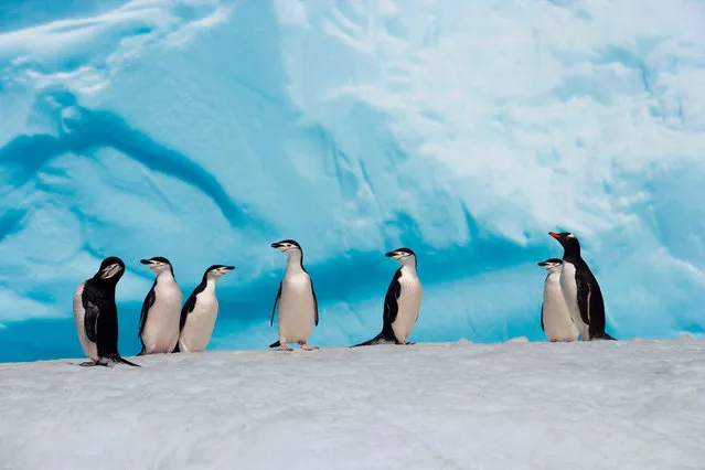 This hand out picture taken by John B. Weller and released by the Pew Charitable Trusts on April 25, 2017 shows penguins seen in Antartica. Scientists on April 25, 2017 urged more protections in the pristine Antarctic wilderness to help halt species decline, with climate change and overfishing taking its toll. The call, coinciding with World Penguin Day, created to promote the iconic waddling seabirds' health and conservation, builds on a landmark agreement reached in Australia last October to create the world' s largest marine reserve. (Photo by  John B. Weller/AFP Photo/The Pew Charitable Truts)