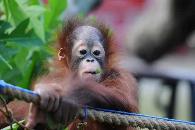 Rizki, 10 months orphaned Bornean orang utan starts learning to bite and eating leaves at Surabaya Zoo as he prepares to be released into the wild on May 19, 2014 in Surabaya, Indonesia. The two baby orangutans, brothers, were found in Kutai National Park in a critical condition having been abandoned by their mother on May 14, 2014. (Photo by Robertus Pudyanto/Getty Images)