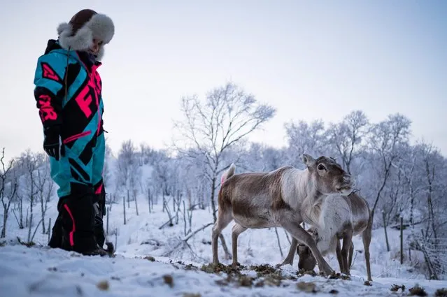Anni-Sivia Lansman is pictured in the reindeer enclosure where her reindeer live, on November 25, 2021, in Nuorgam, in Finnish Lapland. Twenty years ago the ancient livelihood of herding reindeer for meat and fur appeared to be declining in popularity in Lapland, the vast area of forest and tundra which spans northernmost Finland, Sweden, Norway and Russia's Kola peninsula. But nowadays, just under a quarter of Finland's 4,000 herders are aged under 25, as more young people choose to stay in Lapland or to return there. (Photo by Jonathan Nackstrand/AFP Photo)