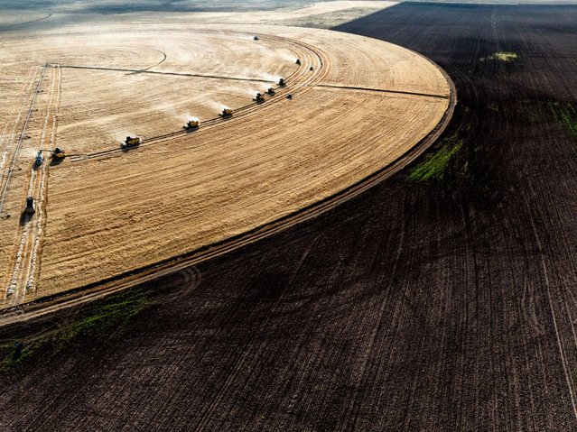 An aerial view of farming vehicles harvesting the 492 decares of cereal fields within the Gozlu Agricultural Enterprise, affiliated to the Ministry of Agriculture and Forestry, General Directorate of Agricultural Enterprises (TIGEM) in Konya, Turkiye on July 07, 2024. The yield in the 69 football-field-sized circle fields planting was carried out according to the center pivot robotic irrigation system based on the center of the field. (Photo by Mustafa Ciftci/Anadolu via Getty Images)