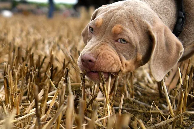 An XL American bulldog puppy chews reeds at the Irish National Ploughing Championships which is closed to the general public due to uncertainty over coronavirus disease (COVID-19) restrictions, in Ratheniska, Ireland, September 16, 2021. (Photo by Clodagh Kilcoyne/Reuters)