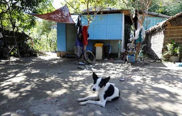 A dog is pictured outside the house of former mine worker Winston Ordonez who committed suicide after he got retrenched from work in the mining town of Sta Cruz, Zambales in northern Philippines February 8, 2017. (Photo by Erik De Castro/Reuters)