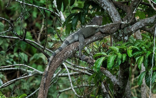 An Iguana is seen at the Simon Bolivar National Zoological Park and Botanical Garden in San Jose, Costa Rica, on April 27, 2024. A group of specialists monitor and check several species at the Simon Bolivar Zoological Park to find out if climate change and climatic phenomena are changing the habitat of birds and the forest. (Photo by Ezequiel Becerra/AFP Photo)