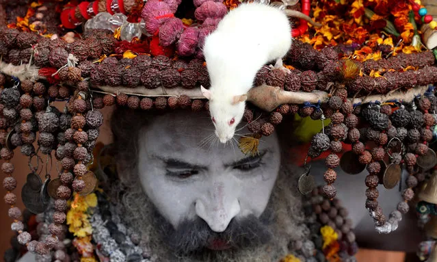 An Indian Naga Sadhu or naked holy man with a white rat on his head sits in his tent near Sangam river, the confluence of three of the holiest rivers in Hindu mythology, the Ganga, the Yamuna and the Saraswati, during Kumbh Mela festival in Allahabad, Uttar Pradesh, India, 03 February 2019. The Hindu festival is one of the biggest in India and will be held from 15 January to 04 March 2019 in Allahabad. (Photo by Rajat Gupta/EPA/EFE)