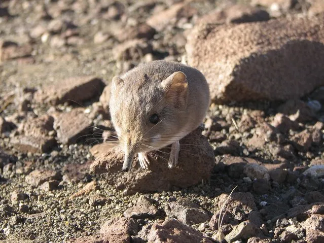 A Macroscelides micus elephant shrew found in the remote deserts of southwestern Africa is shown in this handout photo from the California Academy of Sciences released to Reuters on June 26, 2014. The new mammal discovered in the remote desert of western Africa resembles a long-nosed mouse in appearance but is more closely related genetically to elephants, a California scientist who helped identify the tiny creature said on June 26, 2014. (Photo by Reuters/California Academy of Sciences)
