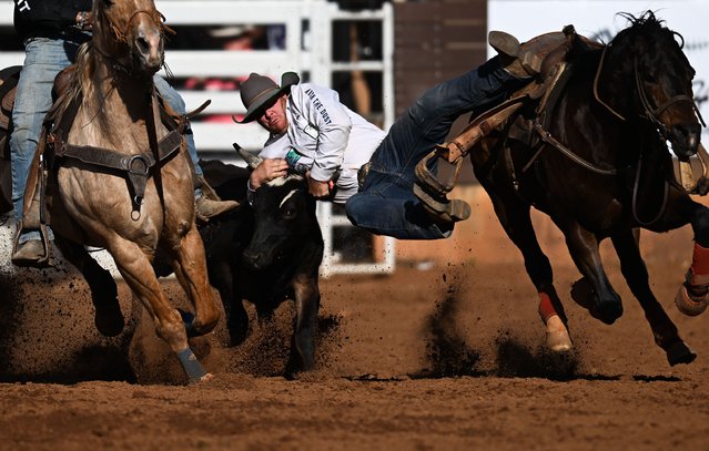 Kenny Organ competes in the steer wrestling event at the Mount Isa Mines Rodeo on August 10, 2024 in Mount Isa, Australia. The 2024 Mount Isa Mines Rodeo, Australia's largest rodeo and the biggest in the Southern Hemisphere, is set to take place from August 8-11 at the Buchanan Park Events Complex in Mount Isa, Queensland. This iconic event, running since 1959, will feature four days of non-stop rodeo action, attracting around 750 competitors from across Australia to compete for the richest prize pool in the country. The rodeo will showcase various events in its famous open-air, red dirt arena. In addition to the thrilling rodeo competitions, attendees can enjoy live entertainment, Rodeo Rock Concerts, outback market traders, and food stalls throughout the festival. (Photo by Dan Peled/Getty Images)