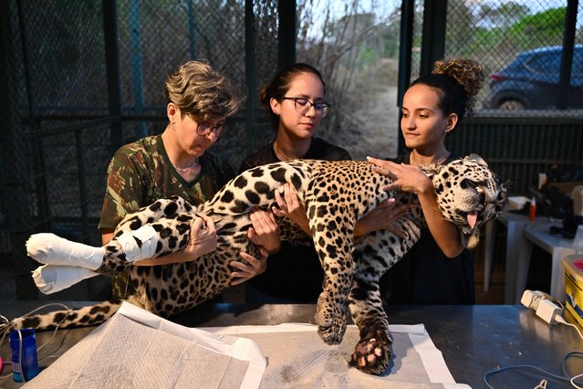 Veterinarian Poliana Motinha (L) and colleagues hold Itapira, a young female jaguar that had its paws burned during recent fires in Pantanal, as she receives treatment to heal her wounds and reintroduce back into the wild at the Nex No Extintion Institute NGO in Corumba de Goias, Goias State, Brazil, on September 12, 2024. Veterinarian Thiago Luczinski and his team apply the last bandages to Itapira, a jaguar with burns on all four legs from the fires in the Brazilian Pantanal. The imposing animal must soon be reinserted into its habitat, a biodiversity sanctuary that still burns. (Photo by Evaristo Sa/AFP Photo)