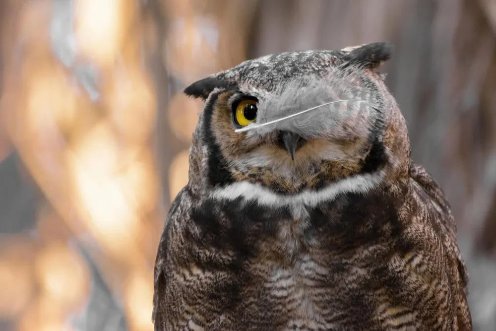 Comedy Wildlife Photography Awards 2017