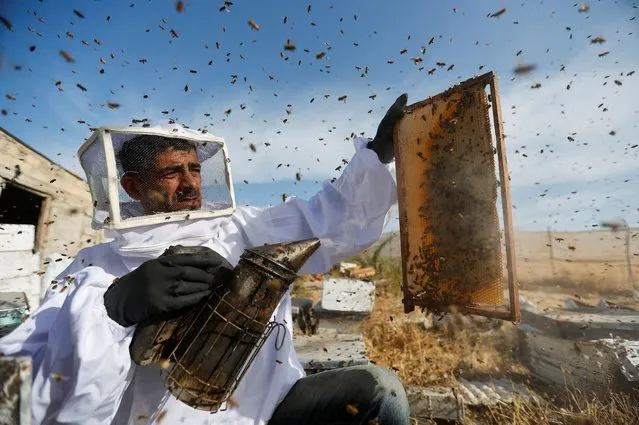 A Palestinian beekeeper uses smoke to calm bees in the process of collecting honey at a farm in the central Gaza Strip on May 11, 2022. (Photo by Ibraheem Abu Mustafa/Reuters)