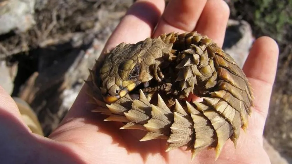 Armadillo Girdled Lizard