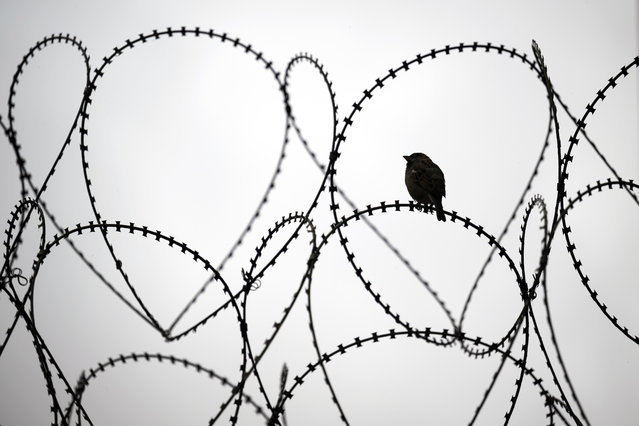 A bird sits on a barbed wire in Bern, Switzerland, 28 September 2024. (Photo by Anthony Anex/EPA/EFE)