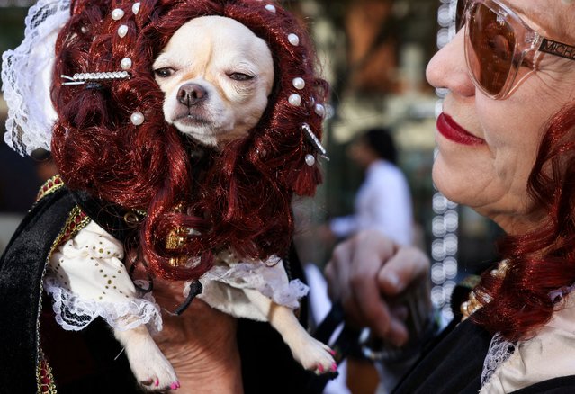 Cleo, a chihuahua, is dressed as Elizabeth the I with her owner before the Halloween Dog Parade in New York City, on October 19, 2024. (Photo by Caitlin Ochs/Reuters)