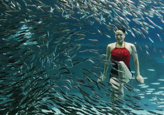 A synchronized swimmer gives an underwater performance with about 20,000 sardines at an aquarium in Seoul's Gangnam Ward, South Korea, 18 August 2015. The performance involving national synchronized swimming team members and professional divers will run until 30 August. (Photo by EPA/Yonhap)