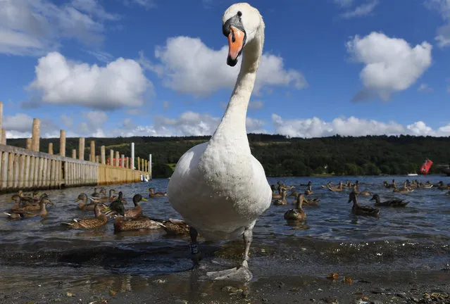 A swan at Coniston Water in the English Lake District in Cumbria, Britain, 01 August 2017 (issued 09 August 2017). The Lake District was named a Unesco World Heritage Site. (Photo by Facundo Arrizabalaga/EPA)