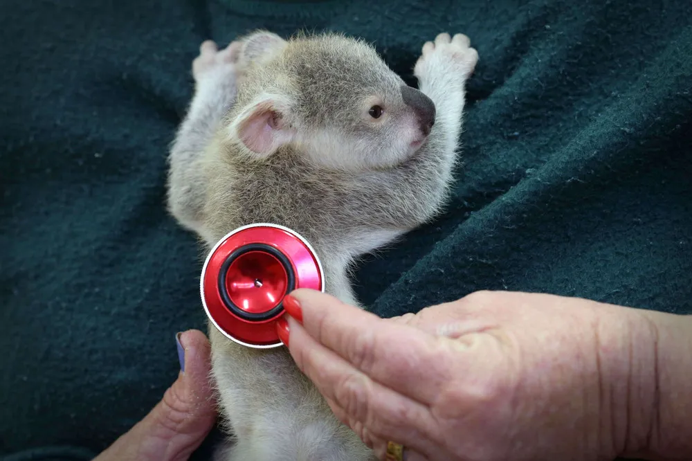 Orphaned Baby Koala